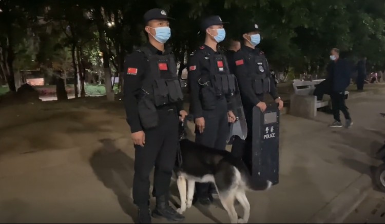 哈士奇被训练成警犬为了不上班它离家出走了