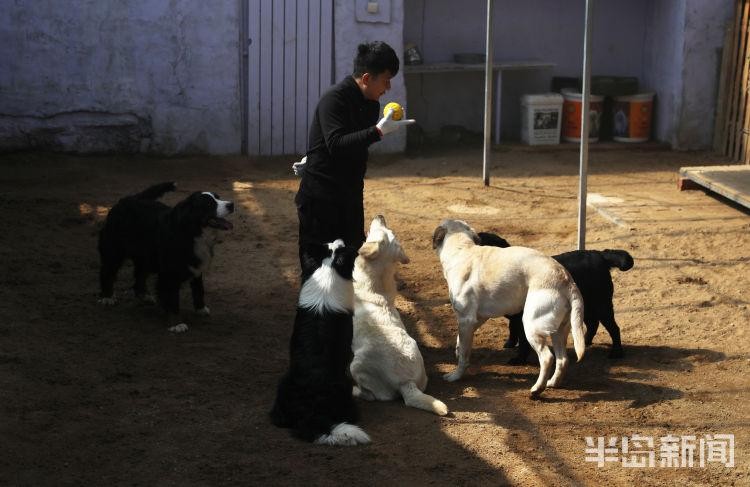 萌犬变形记！记者探访青岛宠物训犬学校一个月让狗狗更有教养