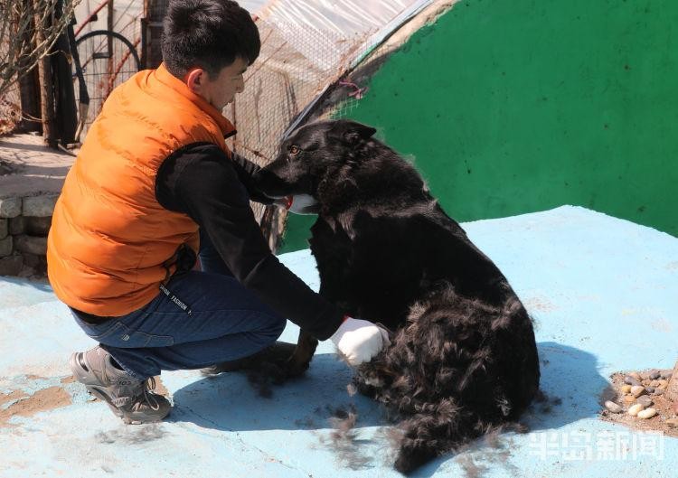 萌犬变形记！记者探访青岛宠物训犬学校一个月让狗狗更有教养