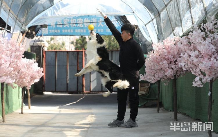 萌犬变形记！记者探访青岛宠物训犬学校一个月让狗狗更有教养