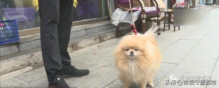 您家爱犬办证了吗手机小程序能办证啦