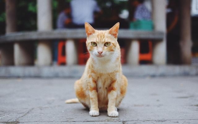 TNR最完美的流浪猫救助办法替代安乐死人人都可以用