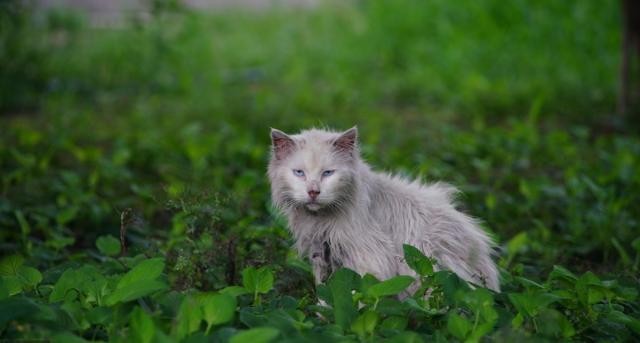 TNR最完美的流浪猫救助办法替代安乐死人人都可以用