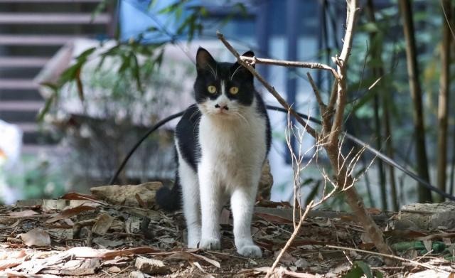 TNR最完美的流浪猫救助办法替代安乐死人人都可以用