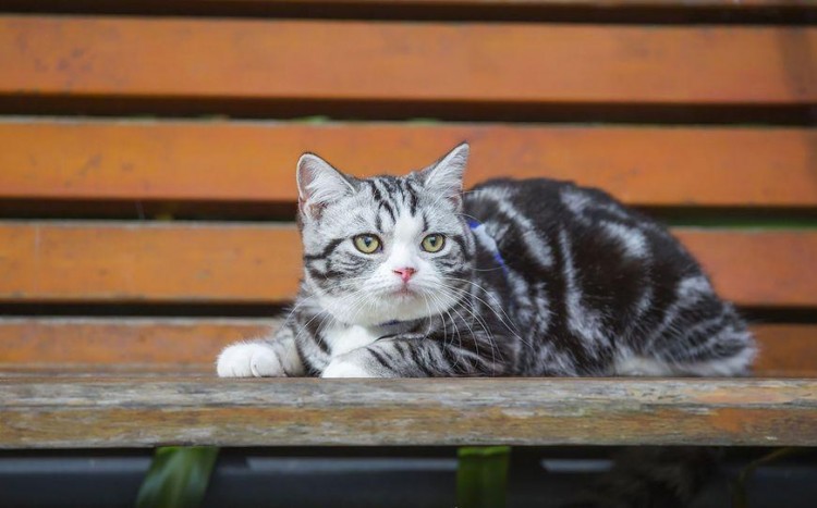 和猫说话奇怪吗铲屎官：看到大家的反应终于不担心自己有病了