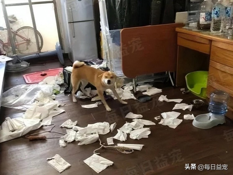 呆萌柴犬爱拆家每天给主人制造惊喜吞过带血的卫生棉