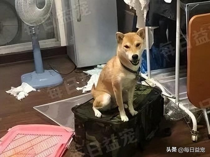 呆萌柴犬爱拆家每天给主人制造惊喜吞过带血的卫生棉