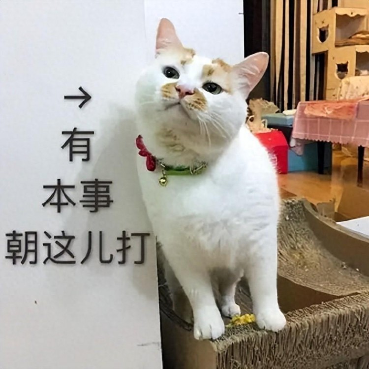 “惯猫如杀猫”，猫咪出现这些行为，说明你的溺爱毁了它！