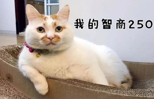 猫圈也有鄙视链土猫比不上宠物猫拜托！颜值技能哪点也不输